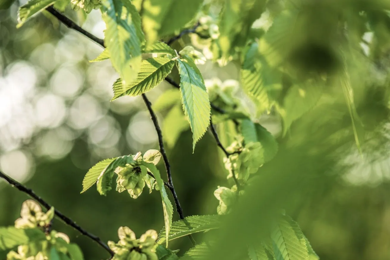 Media Name: lacebark-elm-leaves-iStock-616236716.jpg