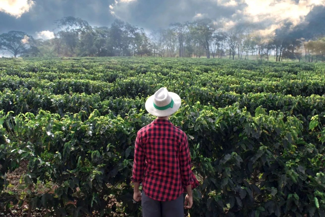 Media Name: man-overlooking-coffee-farm-iStock-635681012.jpg