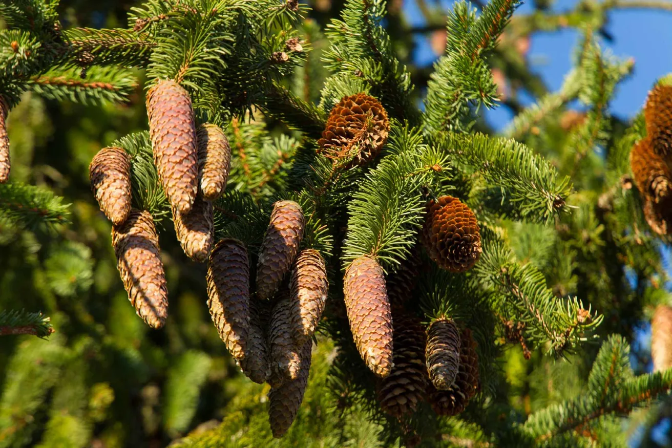 Media Name: norway-spruce.jpg