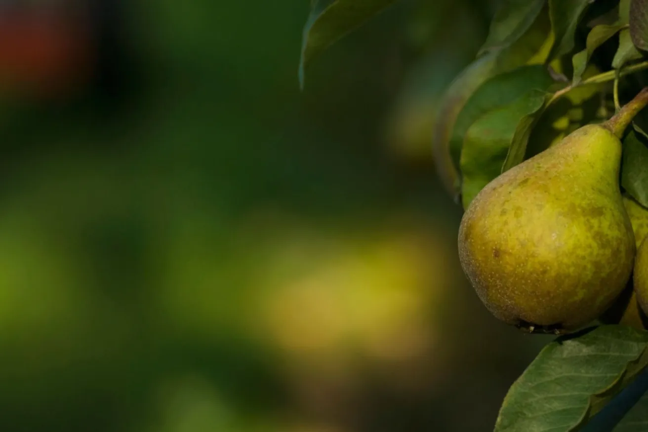 Media Name: pear-tree-iStock-93004135.jpg