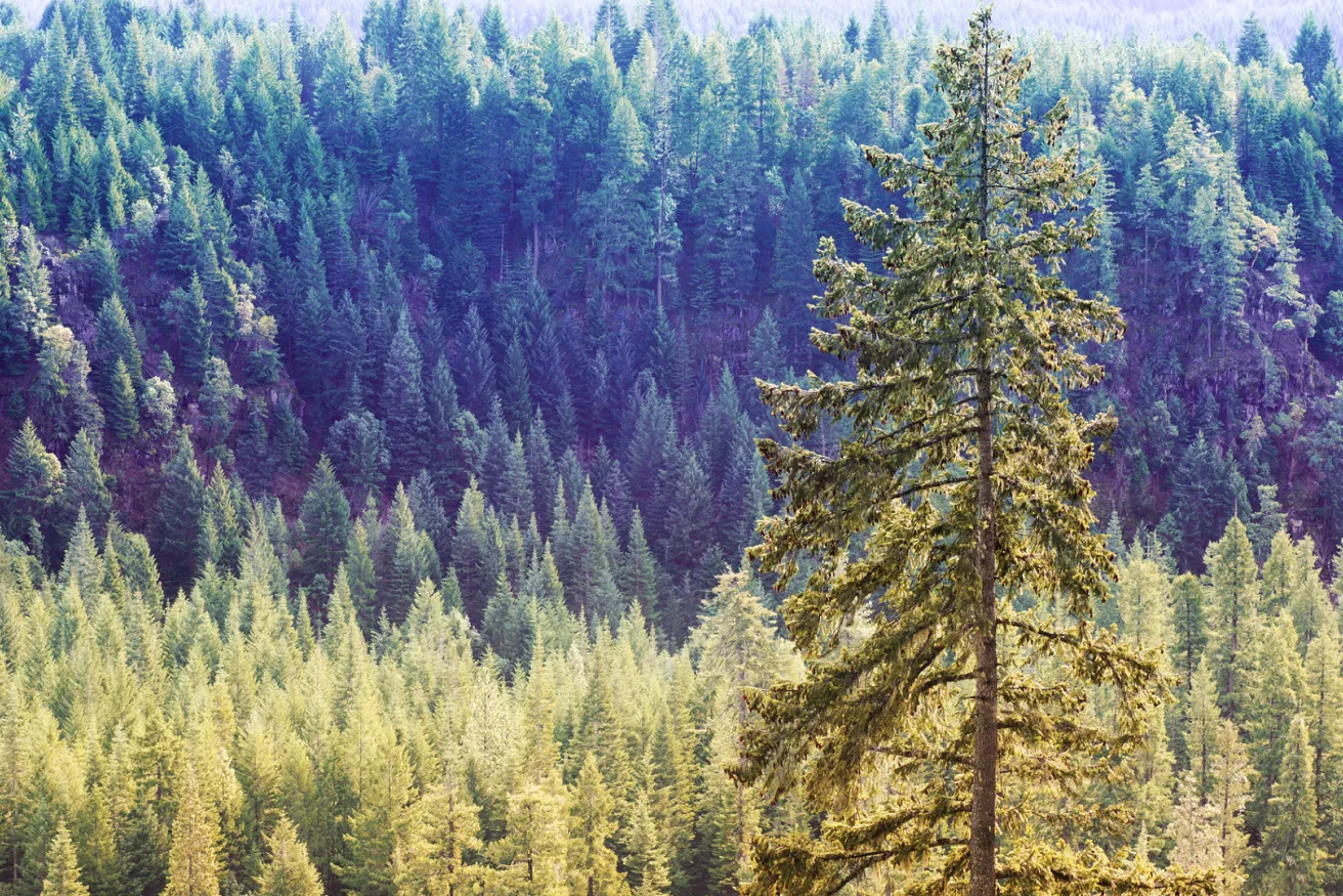 Media Name: ponderosa-pine.jpg