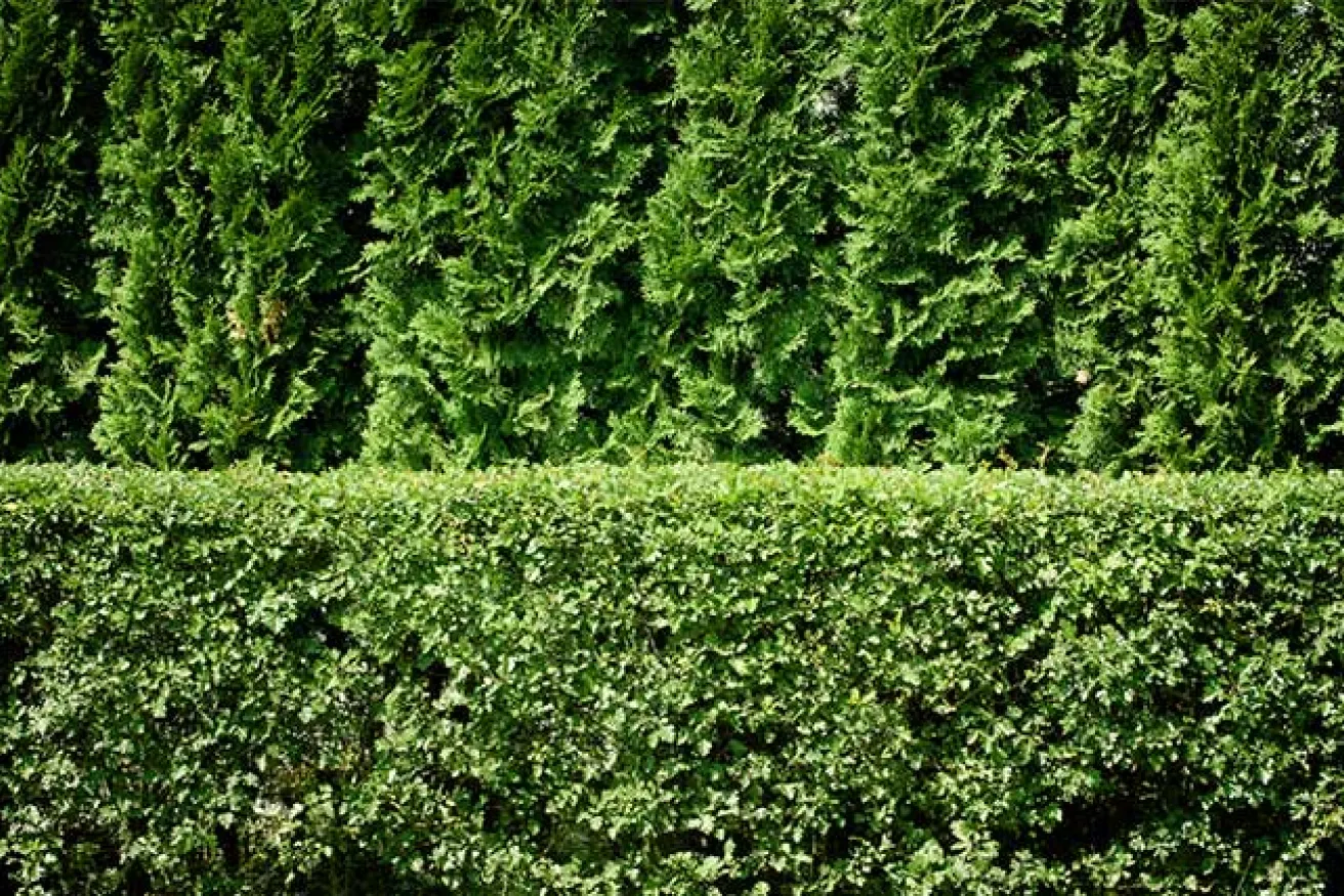 Media Name: privacy-hedge.jpg