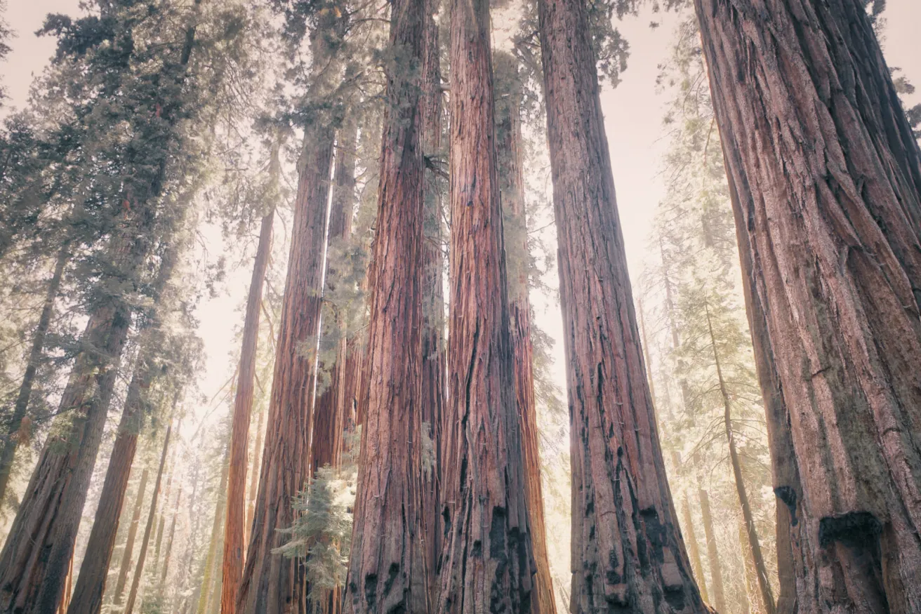 Media Name: redwood-trees.jpg