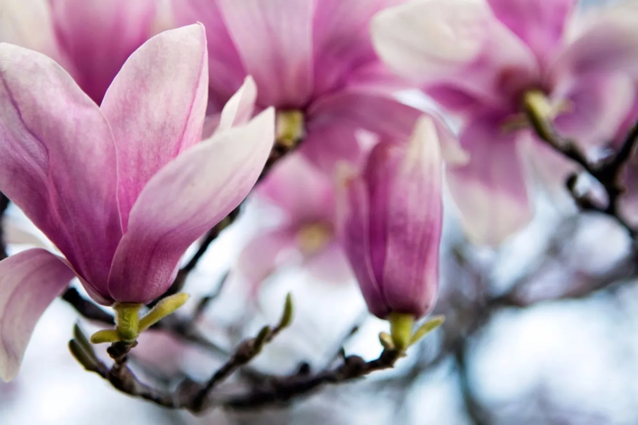 Media Name: saucer-magnolia-iStock-181885800.jpg