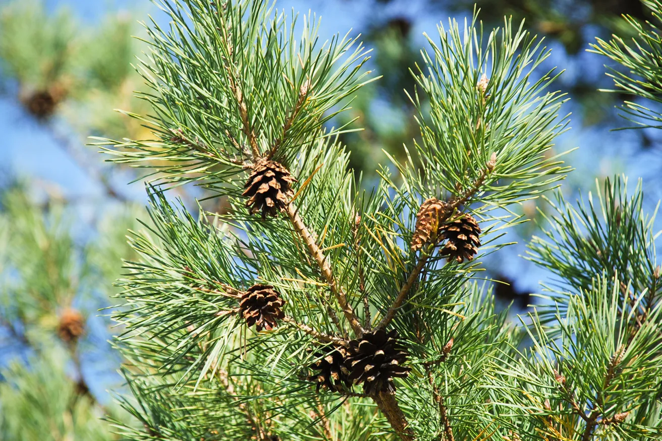 Media Name: scots-pine-2.jpg