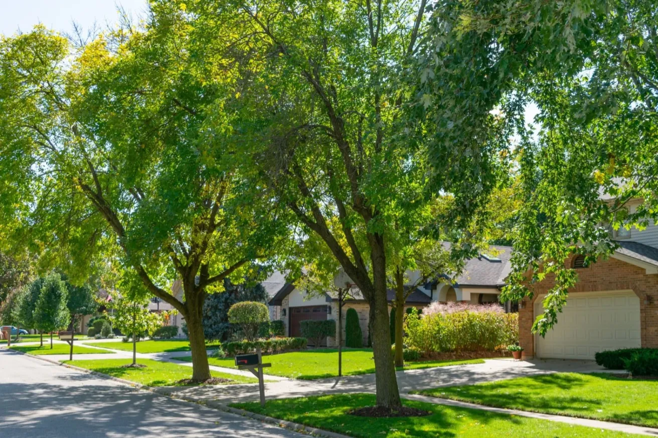 Media Name: street-trees-iStock-1182687908.jpg