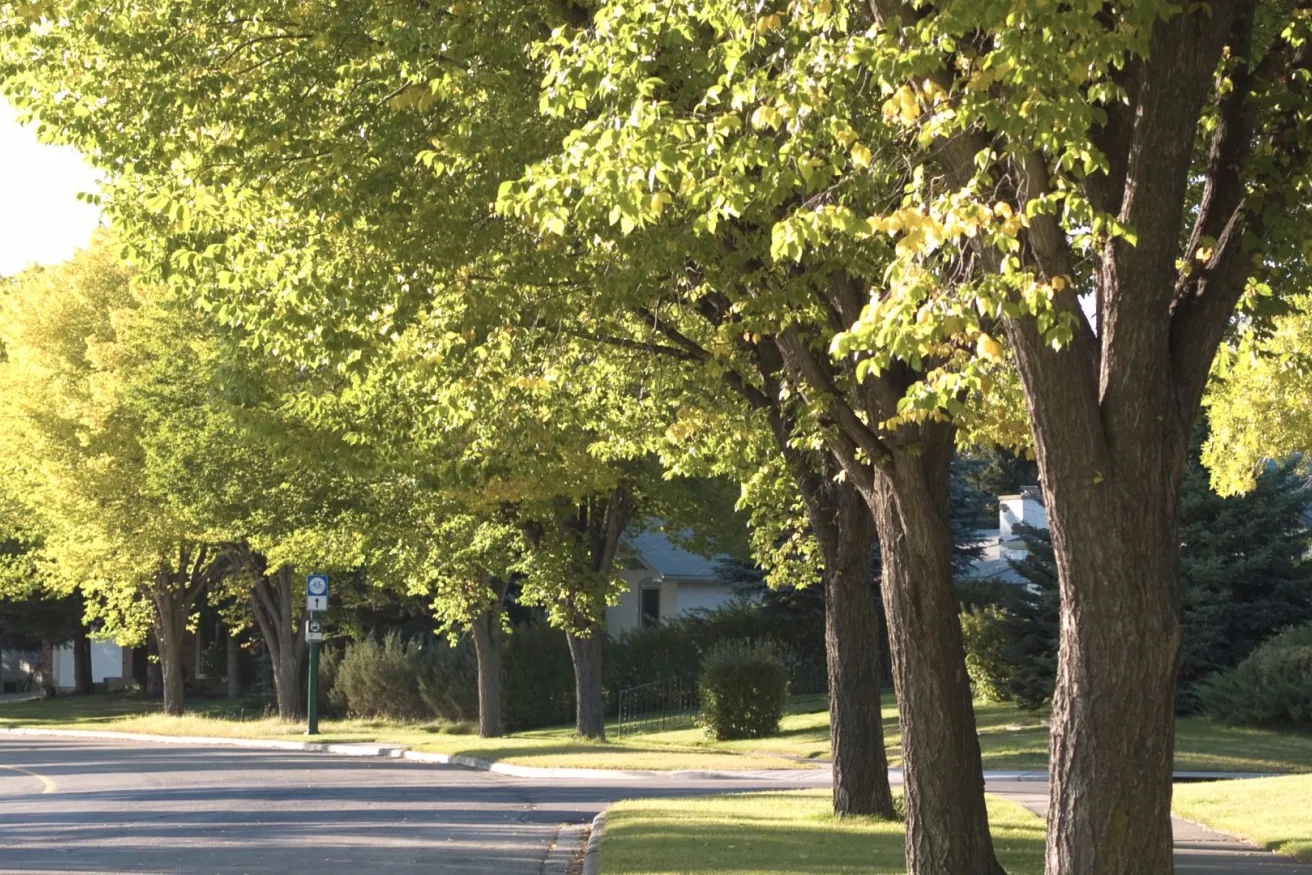 Media Name: street-trees-iStock-172972109.jpg