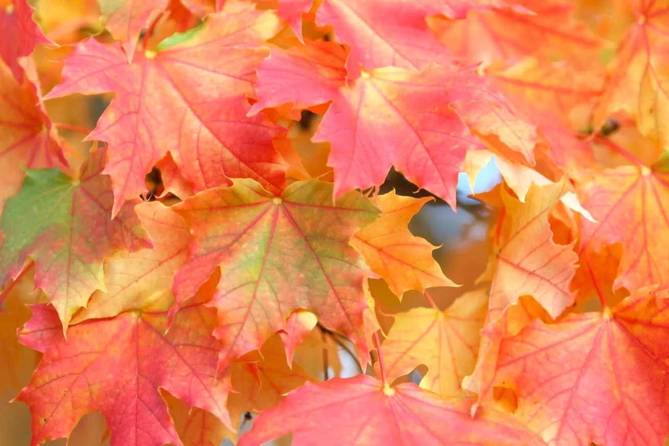 Media Name: sugar-maple-iStock-147259434.jpg