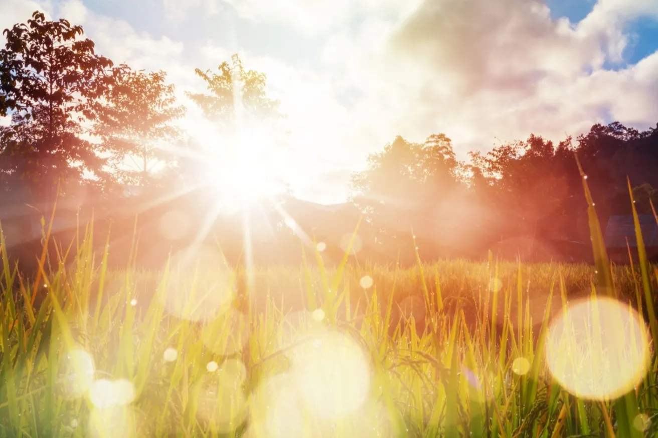 Media Name: sunflare-grass-iStock-1033581442.jpg