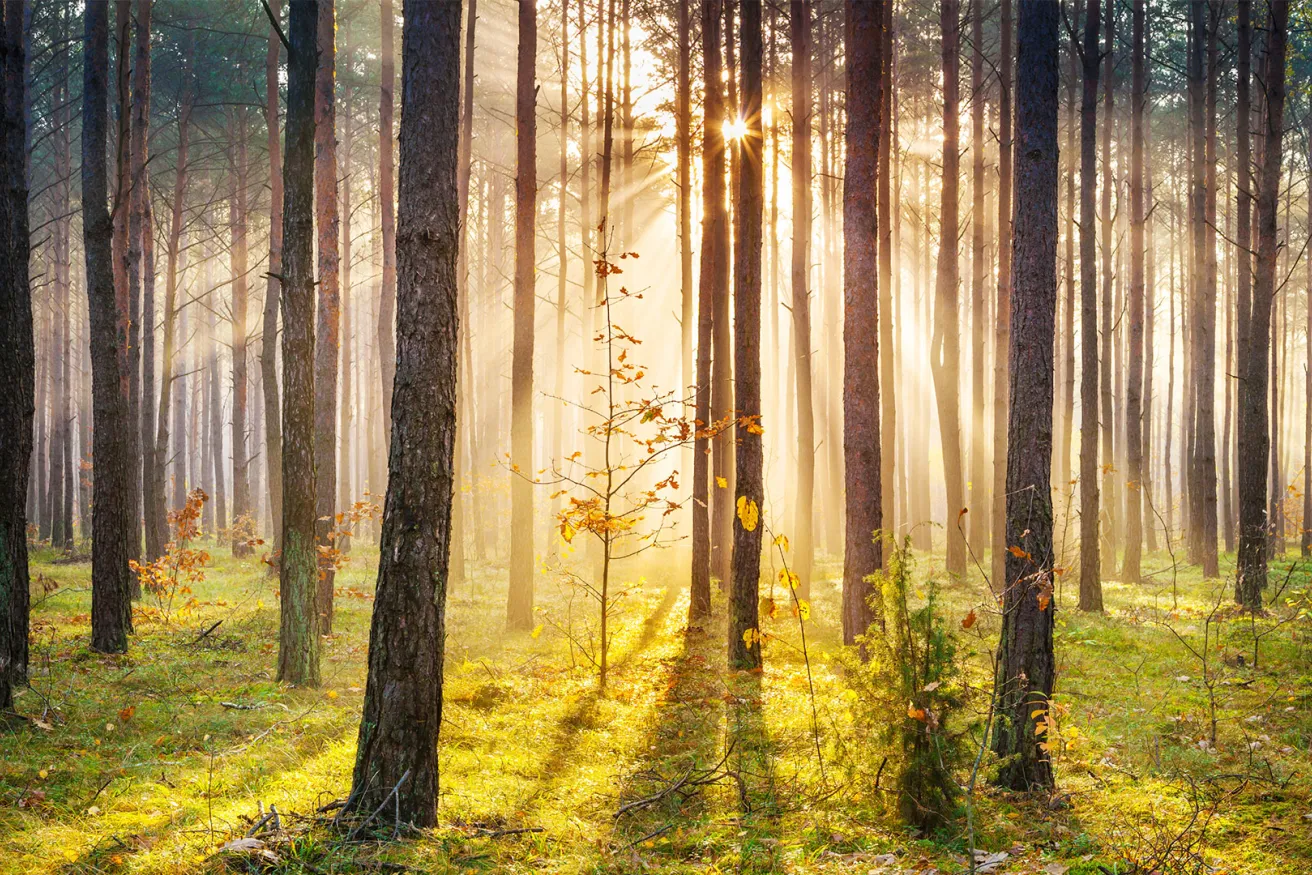 Media Name: sunlight-through-forest-with-sapling.jpg