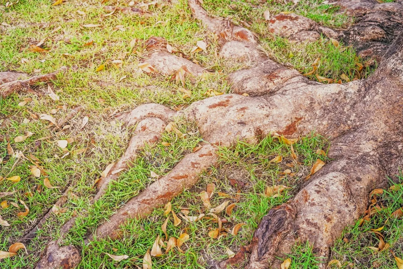 Media Name: surface-roots-iStock-921720634.jpg