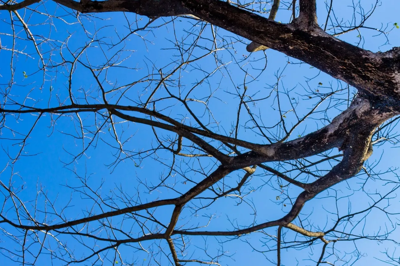 Media Name: tree-branches-sky-iStock-656575680.jpg