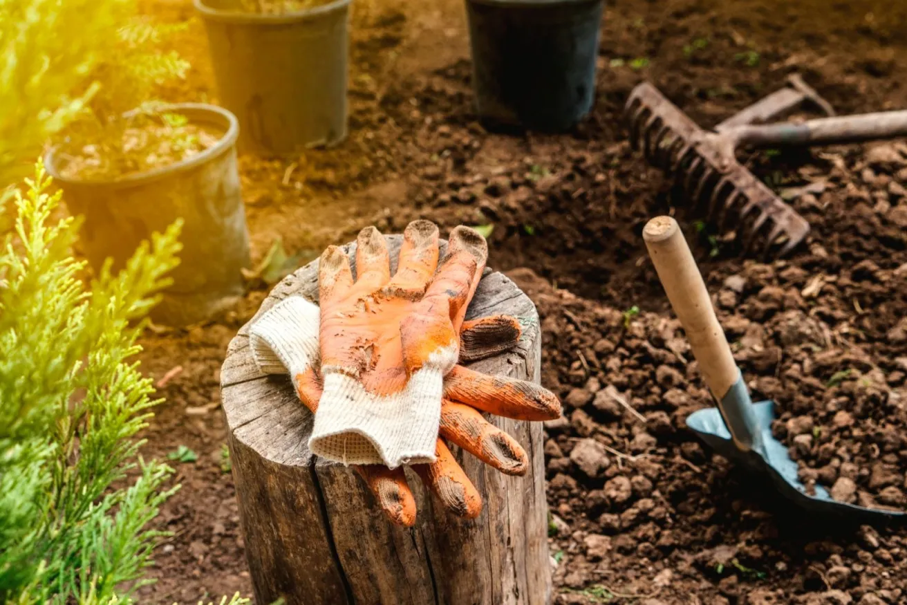 Media Name: tree-stump-gloves-iStock-945506032.jpg