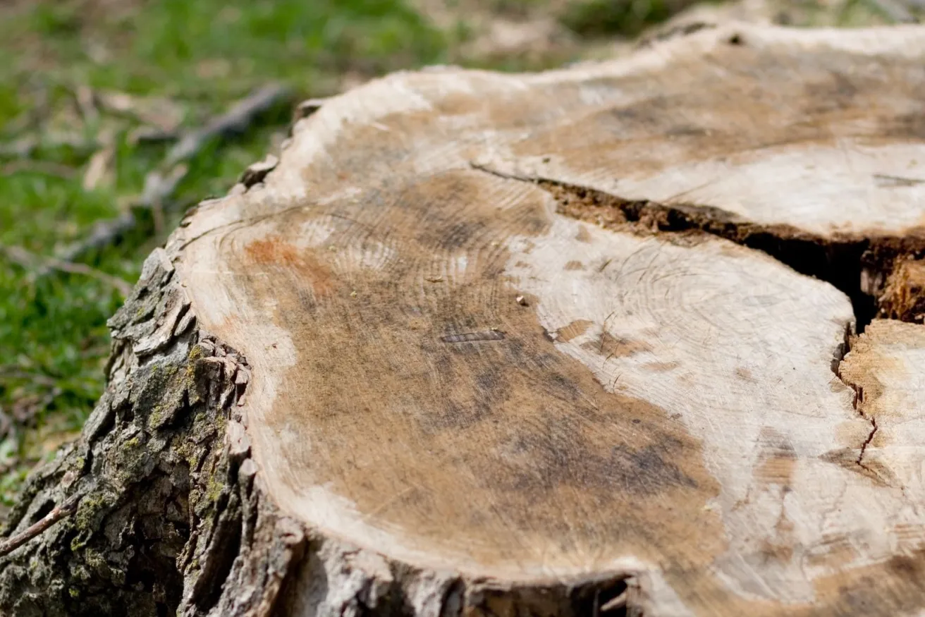 Media Name: tree-stump-iStock-172195139.jpg