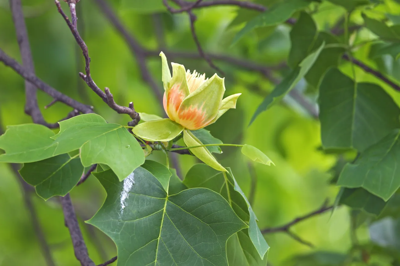 Media Name: tuliptree-iStock-597266974.jpg