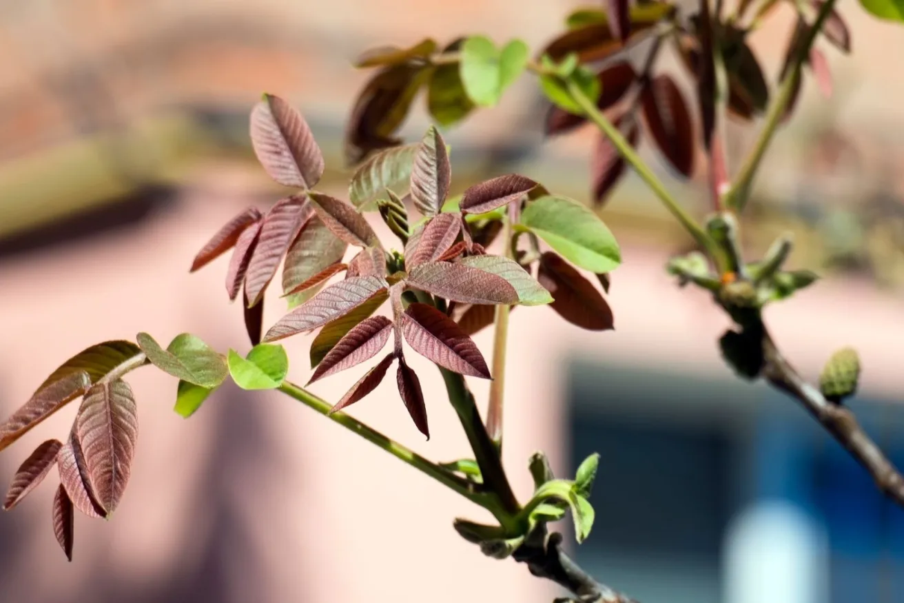 Media Name: walnut-tree-branch-iStock-954647140.jpg