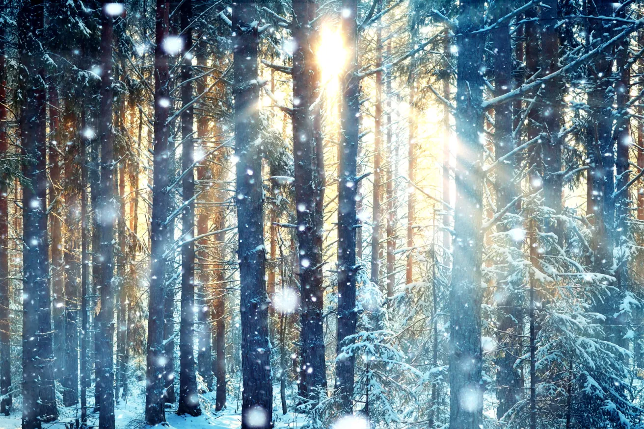 Media Name: winter-forest-sunflare.jpg