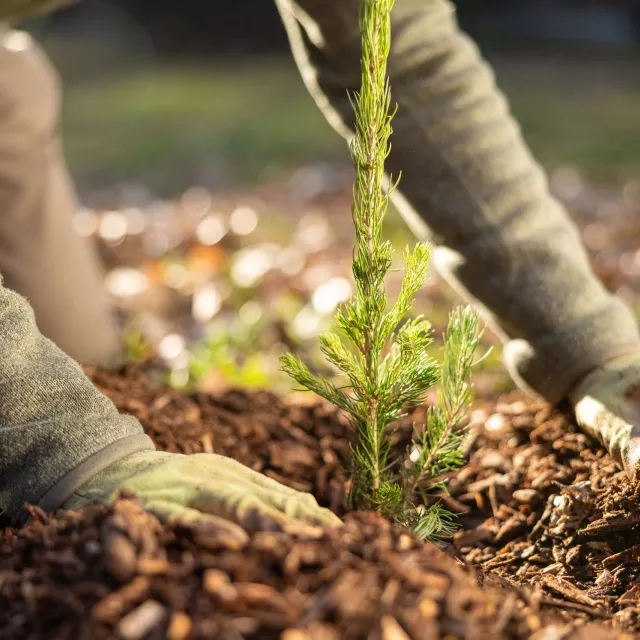 a person planting a tree.