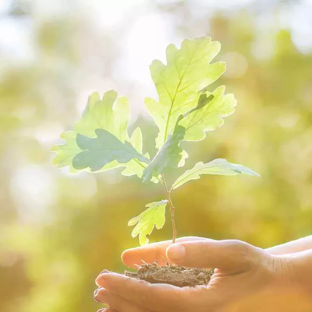 a person holding a seedling in the sunlight.