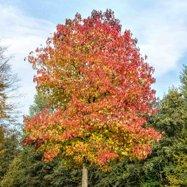 a tree in autumn with red foliage.