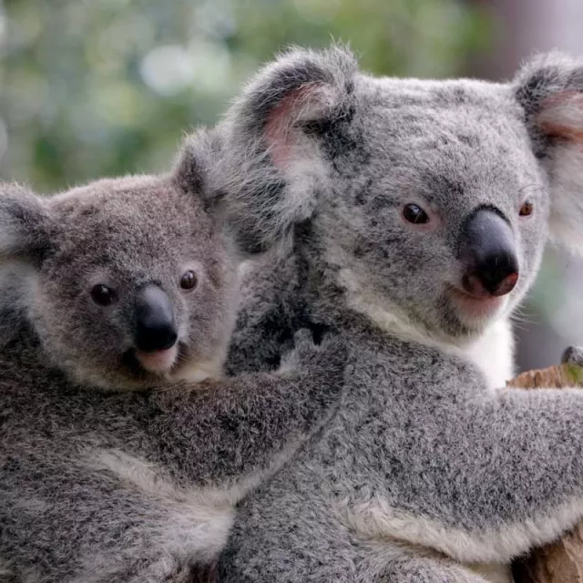 Koala bears in Eastern Queensland, Australia