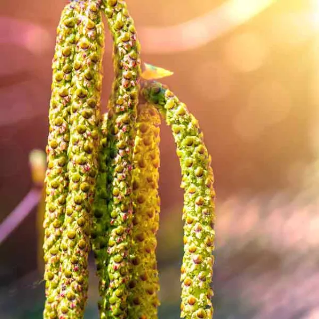 close up view of a hazelnut tree.