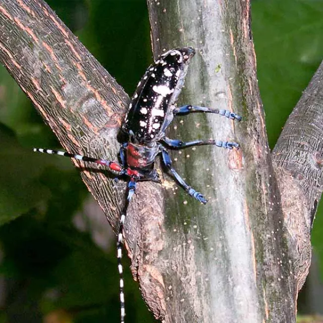 Asian Longhorned Beetle in a tree