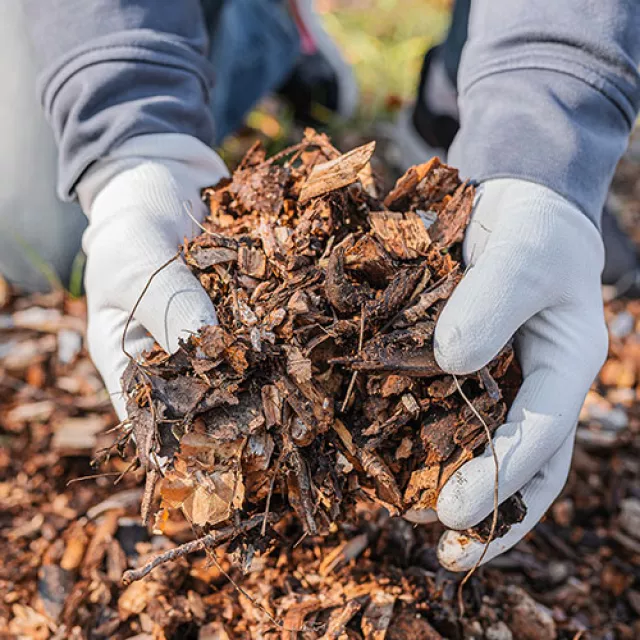 Gloved hands holding mulch.