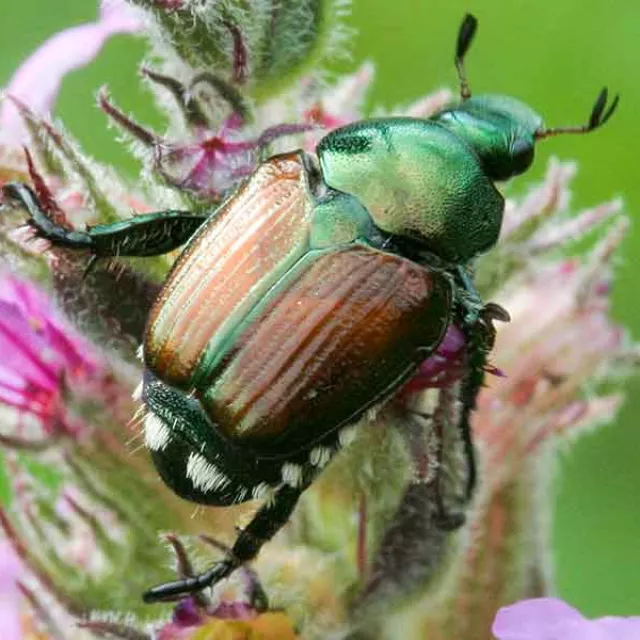 Japanese beetle on a flower.