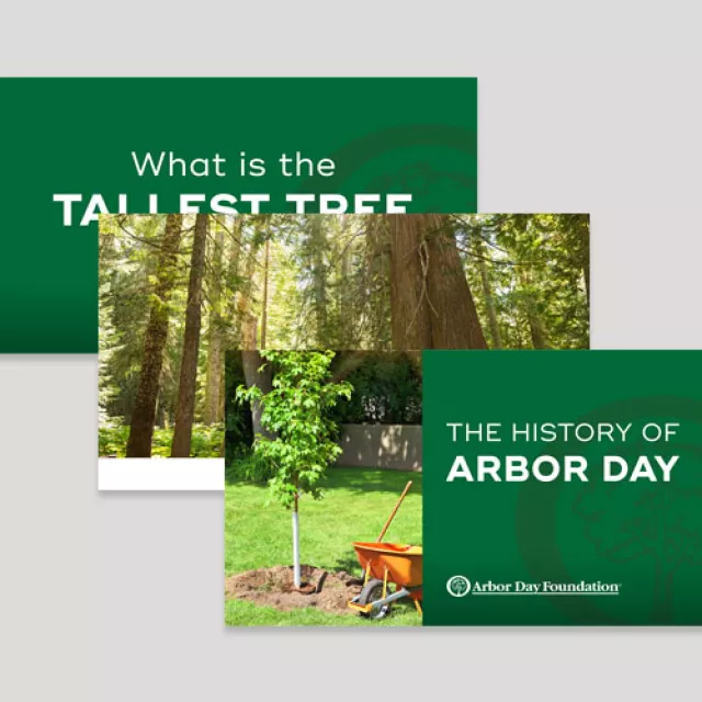 History of Arbor Day presentation thumbnail