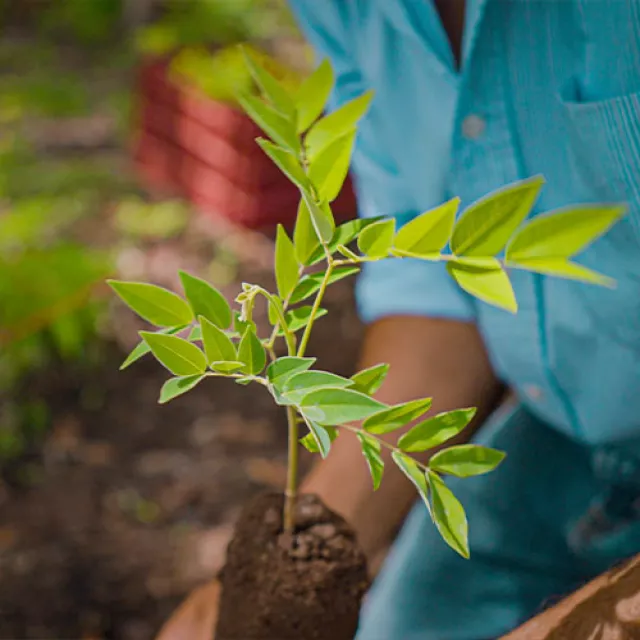 soil root plant