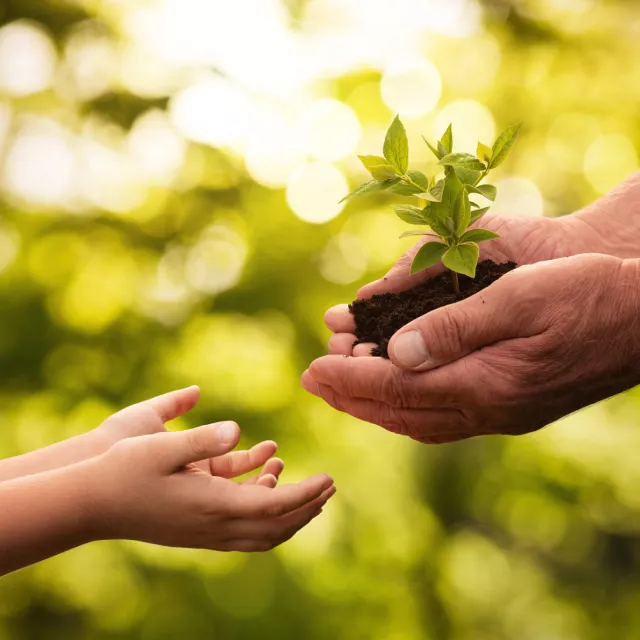 An adult passing a small plant in their hands to a child's hands.