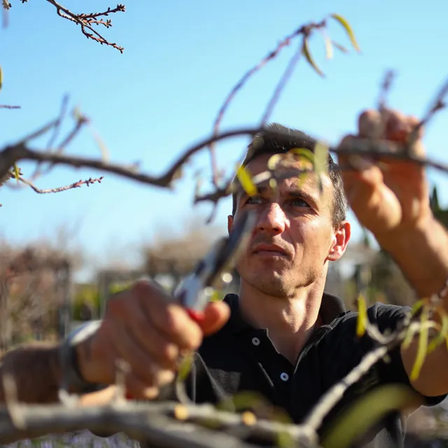 person pruning a tree