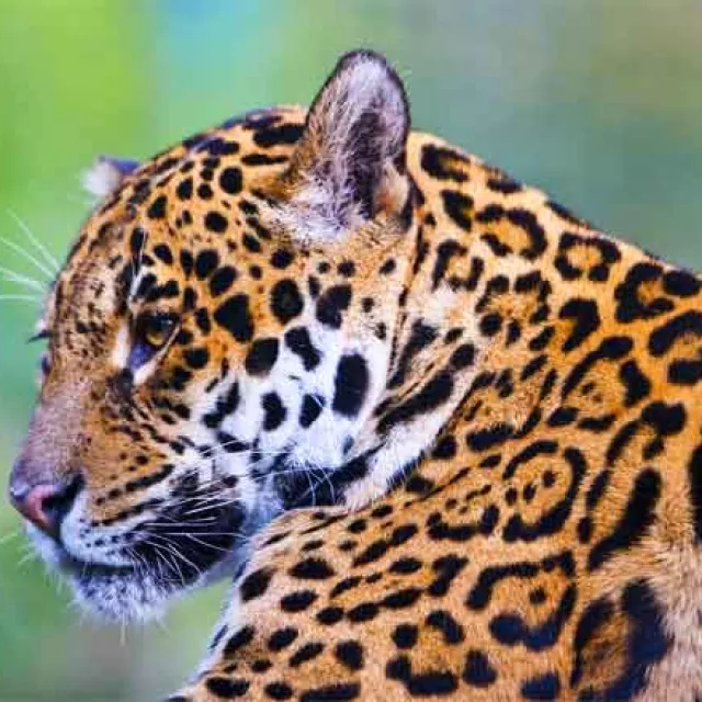 Image of a leopard in a rain forest