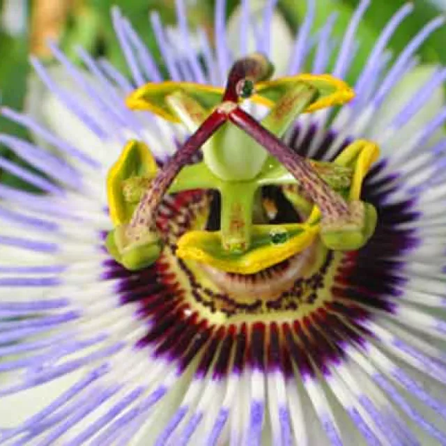 Image of passiflora plant in rain forest