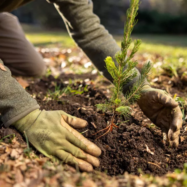 A close up view of a person planting a tree.