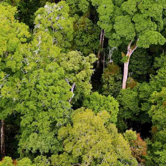 Photo of rain forest canopy