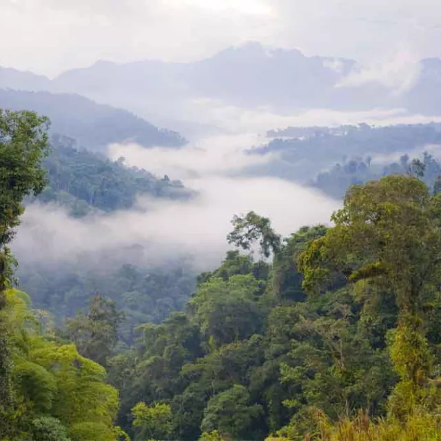 Photo of emergent layer of rain forest