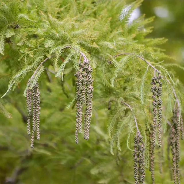 Up close shot of a baldcypress tree.