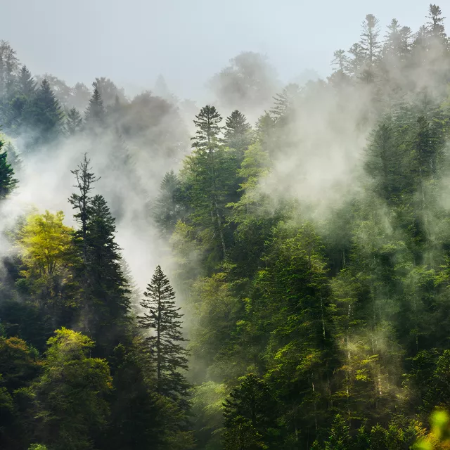 Aerial view of forest with mist.