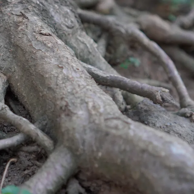 close-up detail of tree roots.