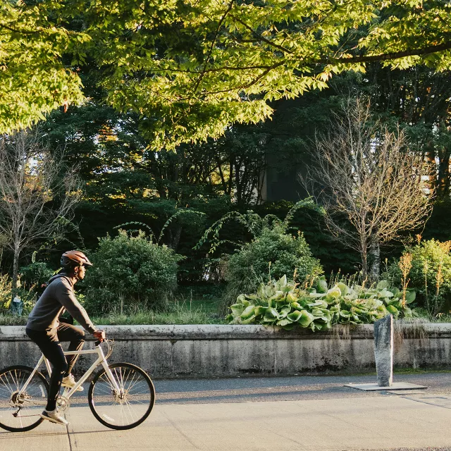 city trees