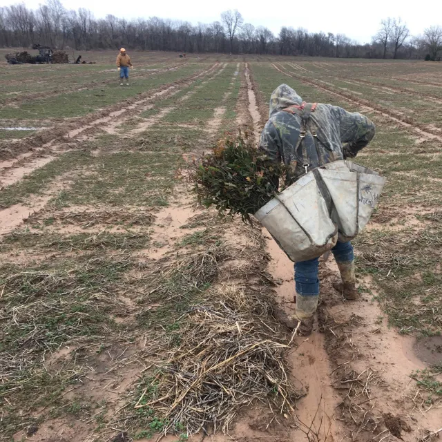 planting trees in Mississippi Alluvial Valley carbon project. 