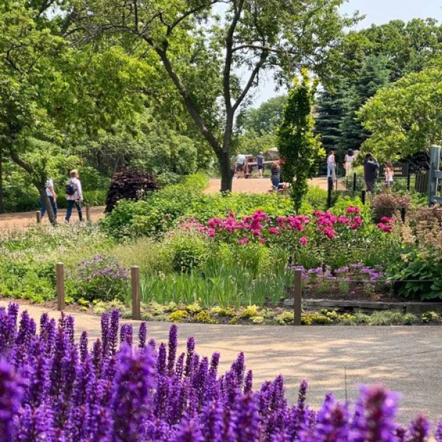 A scenic walkway lined with vibrant purple flowers, with people strolling leisurely along the path.