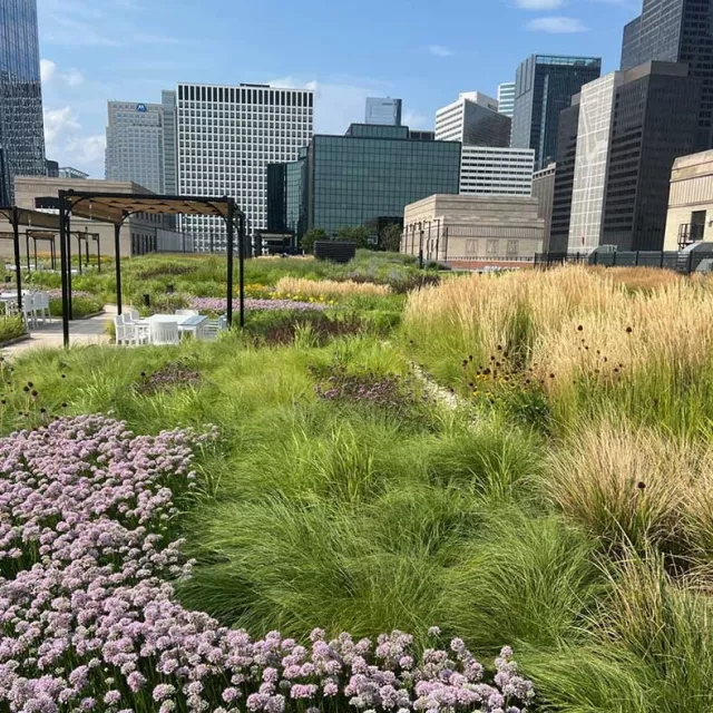 Chicago Loop Green Infrastructure walking field adorned with colorful flowers and lush grass.