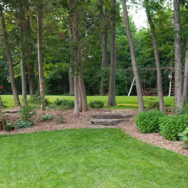 backyard landscape with mature trees and plants.