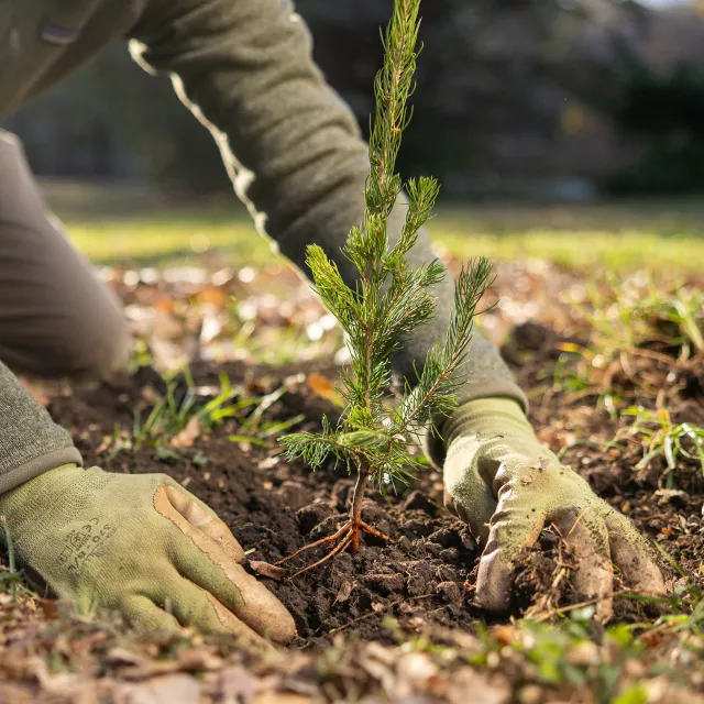 tree planting