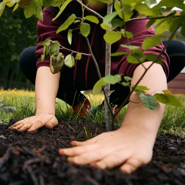 hands planting a tree