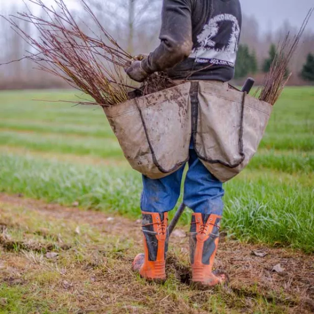 Image of tree planter with seedling bags