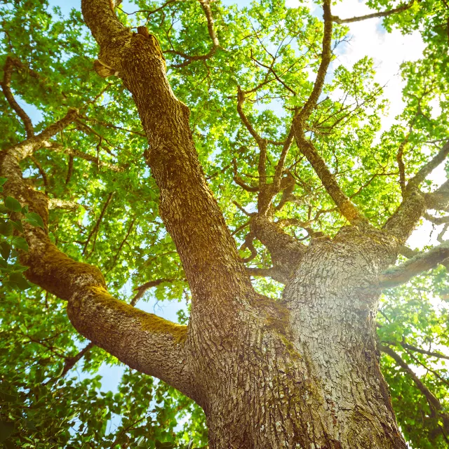 looking up to tree canopy.